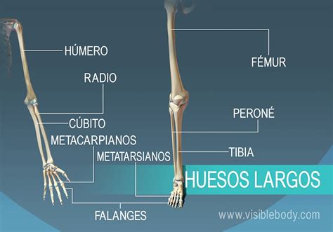 Aprenda anatomía del esqueleto | Tipos de huesos