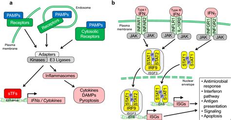 Schematic summary of signaling processes in innate immunity. a ...