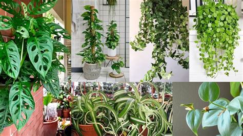 6 of the Best Low Light Hanging Plants: Full List and Care Guide