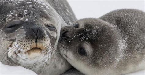 A Photo Of A Baby Seal Kissing Its Mother Has Gone Viral And It's Not Hard To See Why