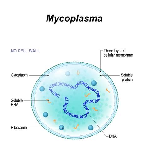 Mycoplasma Symptoms, Carriers, Types, Treatment, Prevention | STD.GOV Blog