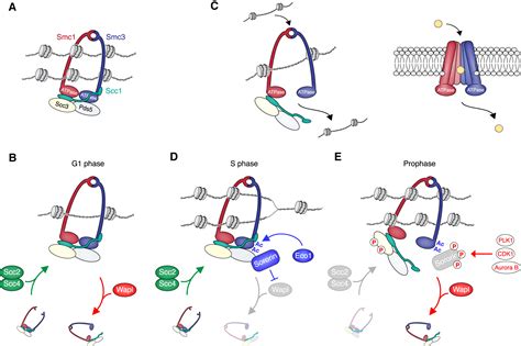 Cohesin and Its Regulation: On the Logic of X-Shaped Chromosomes: Developmental Cell