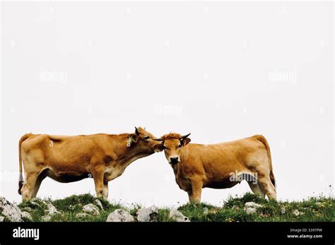 Tell me a secret Stock Photo - Alamy