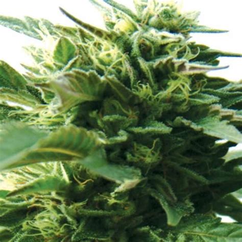 Bubba Kush Medicann Seeds FEM | Original Seeds Store