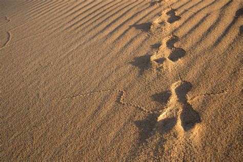 Rabbit Tracks Sand · Free photo on Pixabay