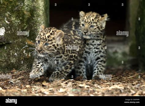 Amur leopard cubs hi-res stock photography and images - Alamy