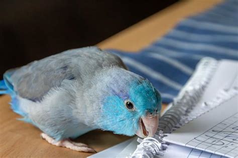 Do Parrotlets Make Good Pets (Revealed!)