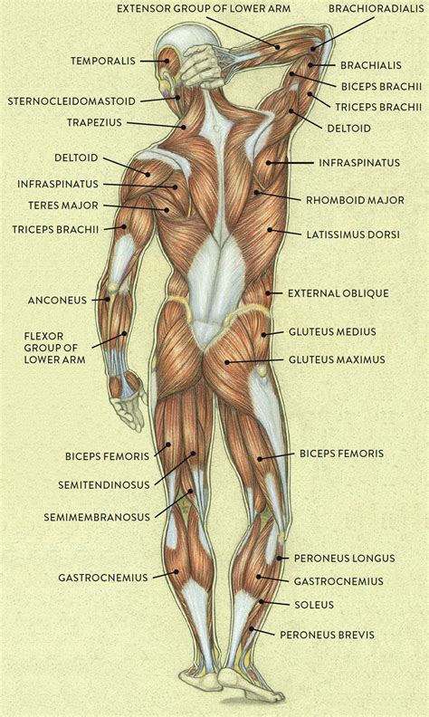 Female Human Body Anatomy Diagram Of Muscles