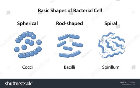 48,209 Bacteria shape Images, Stock Photos & Vectors | Shutterstock