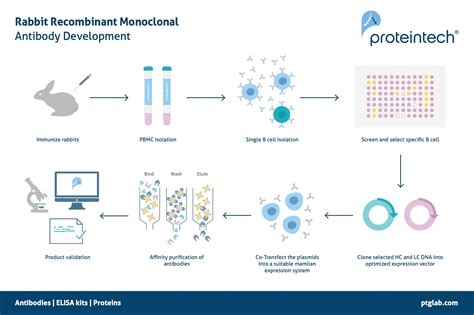 plan de ventas su realidad recombinant mouse antibody Atrás, atrás, atrás parte entrevista ...