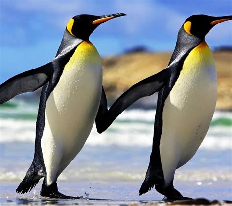 Two penguins walking on beach Wallpaper Download 1080x960