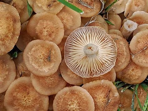 Ringless Honey Mushrooms aka Armillaria Tabescens | Stuffed mushrooms ...