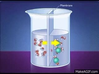 How Osmosis Works on Make a GIF