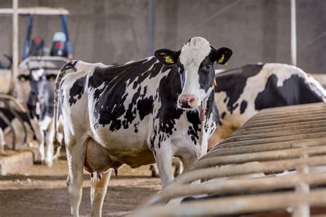 Influencing cow milk production - Trouw Nutrition United Kingdom
