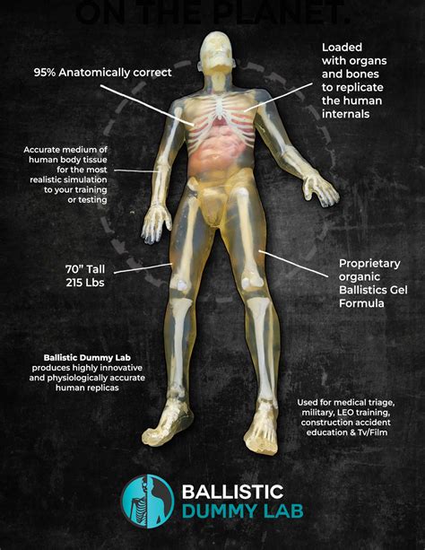 Ballistic Dummy Gel Male Body – Ballistic Dummy Lab