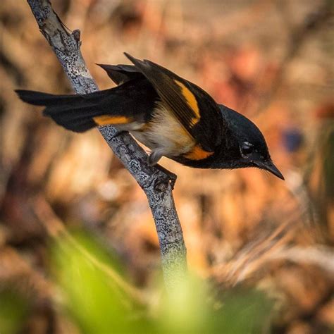 Key West National Wildlife Refuge — Florida Keys Wildlife Society