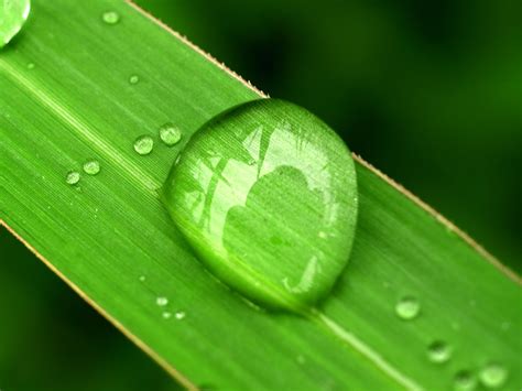 Water Drop On Leaf Free Photo Download | FreeImages