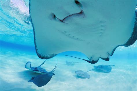 Swimming with Stingrays, Yay or Nay? | Travel For Wildlife