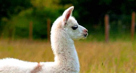 Llama Names - Over 250 Cute, Funny, And Cool Names For Your Pack