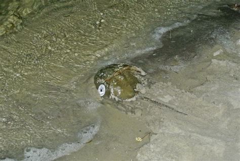 Survey Points To Continued Decline Of Horseshoe Crab Population - 27 East