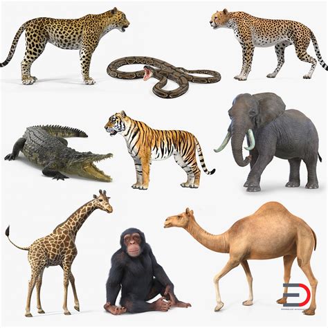 3D Rigged African Animals Collection 6 in 2020 | African animals ...