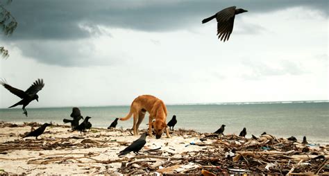 Dogs and Crows - The Positive Diary