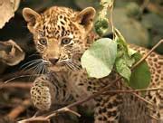 Kerala Wildlife Sanctuaries, Wildlife Sanctuaries in Kerala, Kerala ...