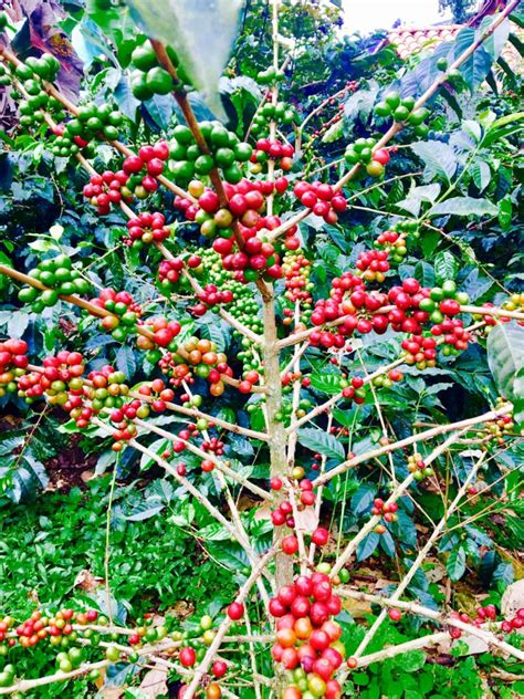 A coffee tree in full bloom – Our Taste of Travel