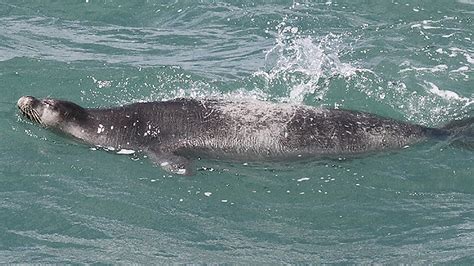 Israel and Stuff » WATCH: Endangered Mediterranean Monk Seal Seen Unexpectedly in Third Visit to ...