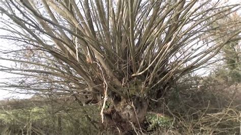 Pollarded willow tree before and after - YouTube