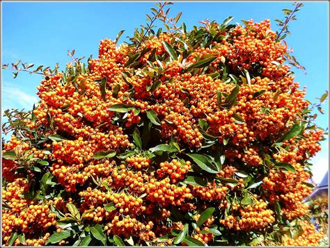 Firethorn Berries .. | Firethorn is a tall evergreen shrub o… | Flickr