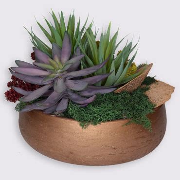 Mixed Succulents in Ceramic - Plant Jungle