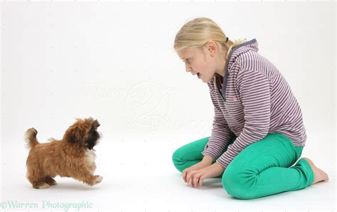 Girl playing with Shih-tzu puppy photo WP36822