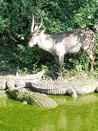 Crocodile Centre St Lucia - 2019 All You Need to Know Before You Go (with Photos) - St Lucia ...