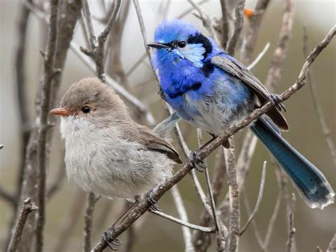 Splendid Fairy Wren