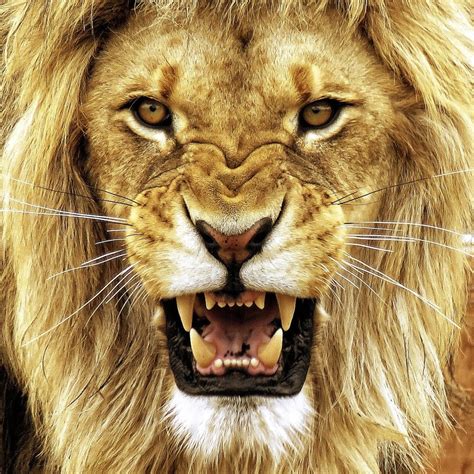 🔥 Stunning Male Lion, teeth bared. Photography credit: John Phielix ...