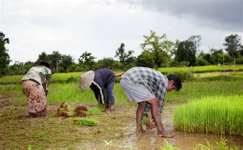 Rabi crops sowing stands at 571.84 la ha by December - Agriculture Post