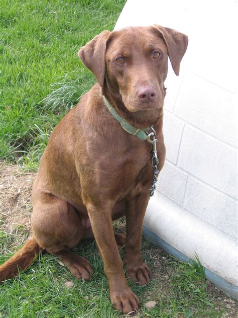 File:Labrador Retriever chocolate sitting.jpg - Wikimedia Commons