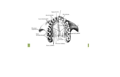 palatine 1 Diagram | Quizlet