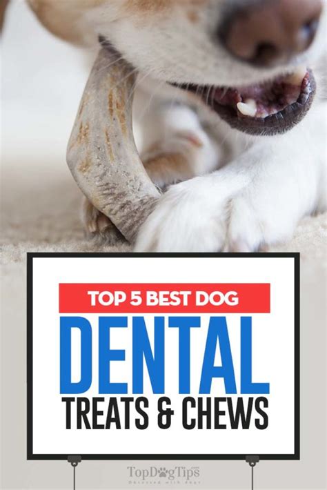 Top 5 Best Dog Dental Treats and Chews for Dogs Oral Health