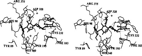 Figure 1 from X-ray structure of cyclodextrin glycosyltransferase complexed with acarbose ...