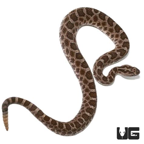 Baby Western Massasauga Rattlesnake for sale - Underground Reptiles