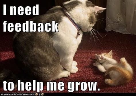 I need feedback to help me grow. | Silly cats pictures, Cute baby cats ...