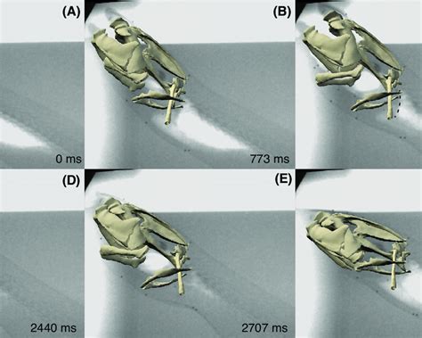 A series of frames from an X-ray video and XROMM animation of a... | Download Scientific Diagram