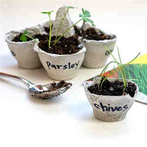 Egg carton garden | Ideas for school | Pinterest