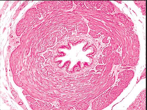 Histology-ductus deferens histology Diagram | Quizlet