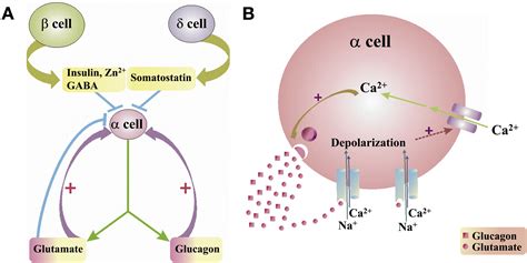 Pancreatic Islet α Cell Commands Itself: Secrete More Glucagon!: Cell ...