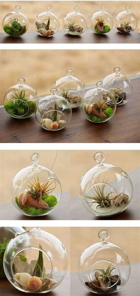 12 Best Amazing Air Plant Display Ideas to Add Uniqueness to Your Home | Air plant terrarium ...