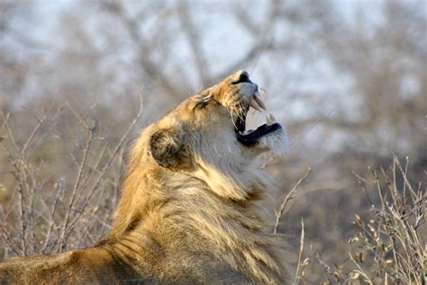 Lion Roar Africa free image download