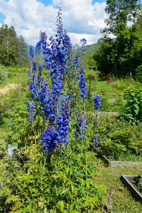 20 Most Beautiful Types of Delphinium Varieties | Balcony Garden Web